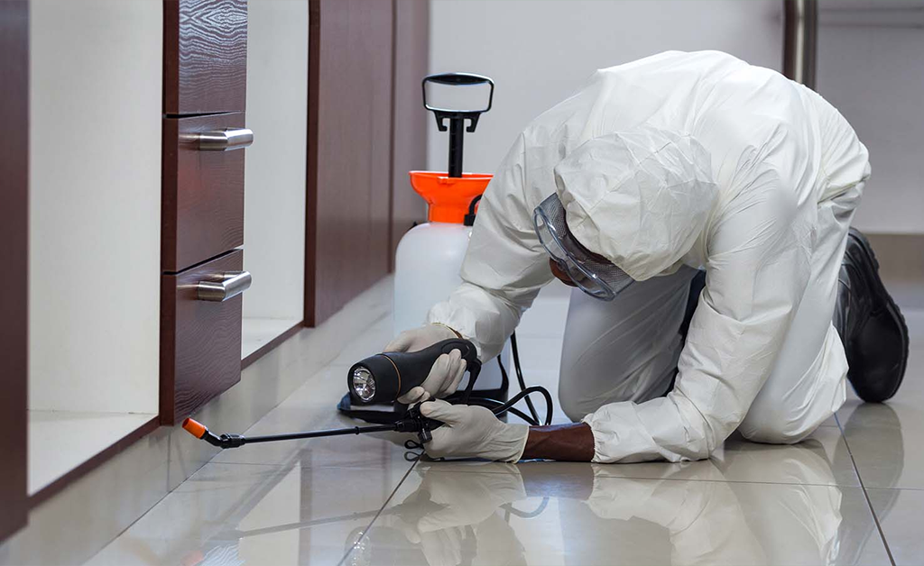 Best Pest Control Service in UAE