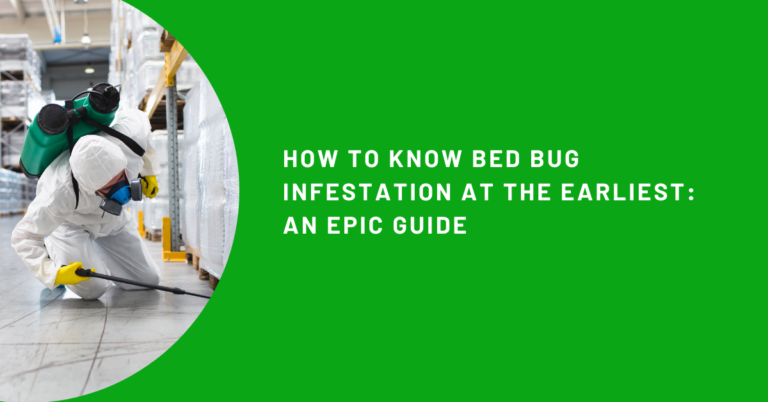 How to Know Bed Bug Infestation at the Earliest: An Epic Guide