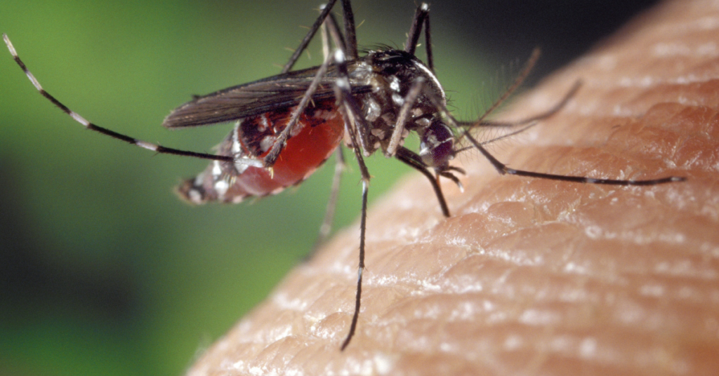 prevention and control of mosquito-borne diseases
