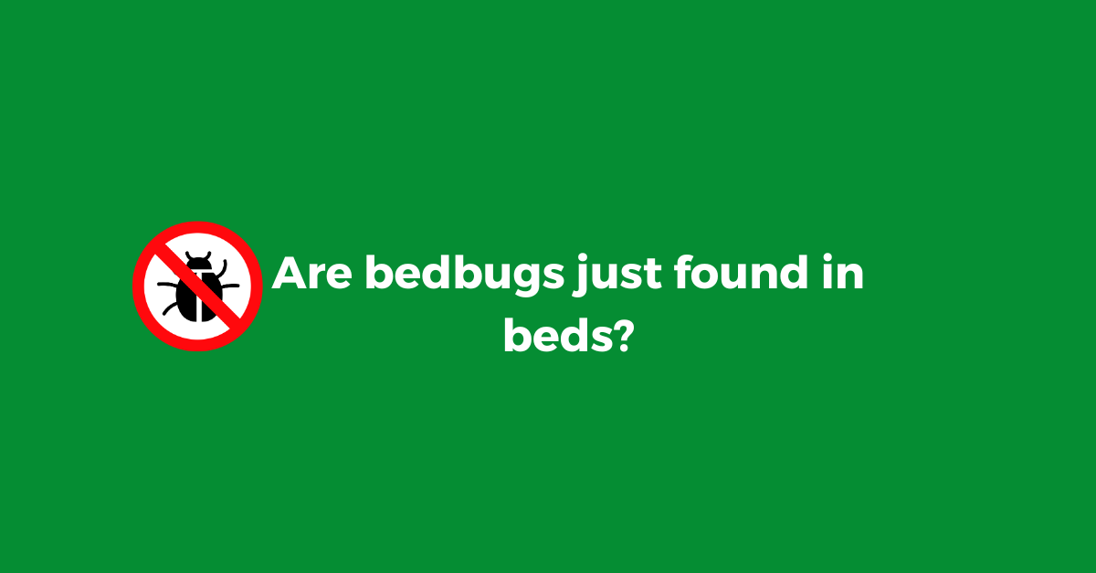 How-to-get-rid-of-bed-bugs