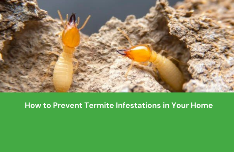 How to Prevent Termite Infestations in Your Home