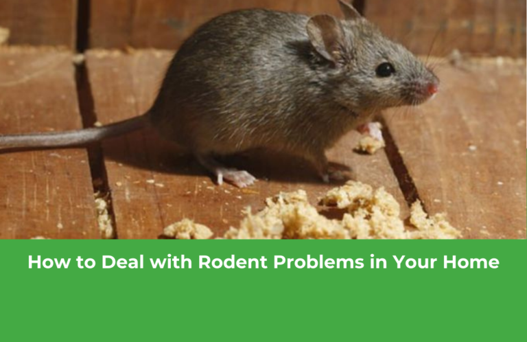 How to Deal with Rodent Problems in Your Home