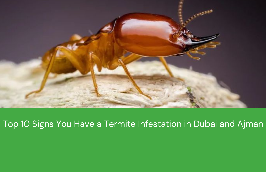 Top 10 Signs You Have a Termite Infestation in Dubai and Ajman