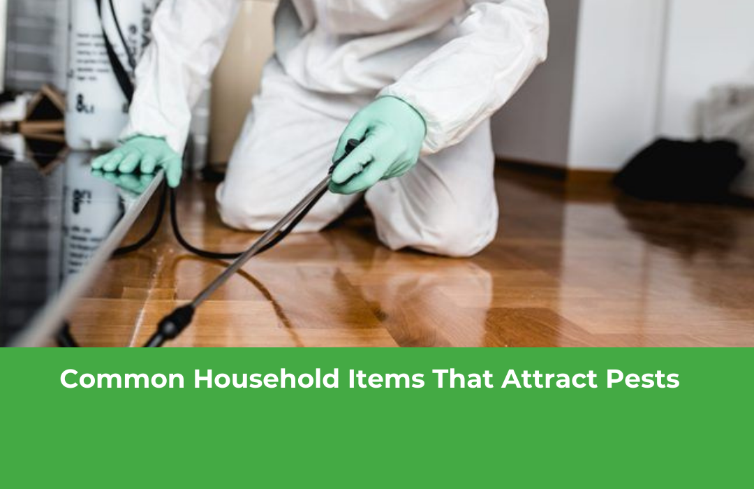 Common Household Items That Attract Pests