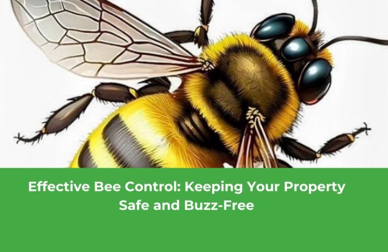 Effective Bee Control: Keeping Your Property Safe and Buzz-Free 🐝