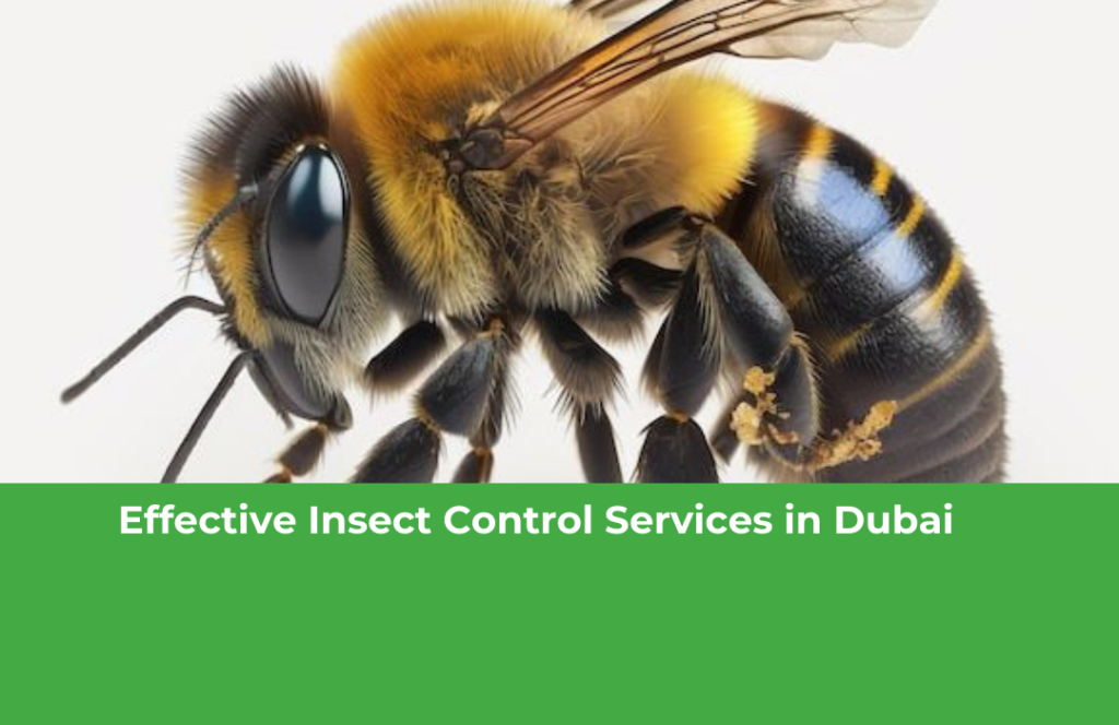 Effective Insect Control Services in Dubai