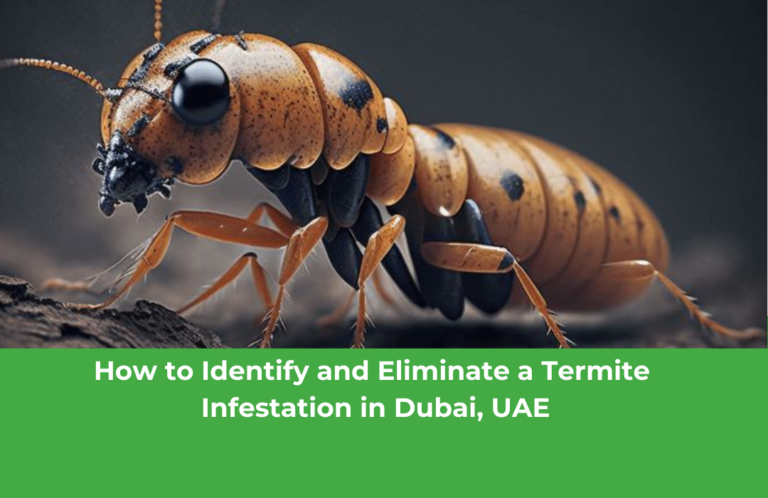 How to Identify and Eliminate a Termite Infestation in Dubai, UAE