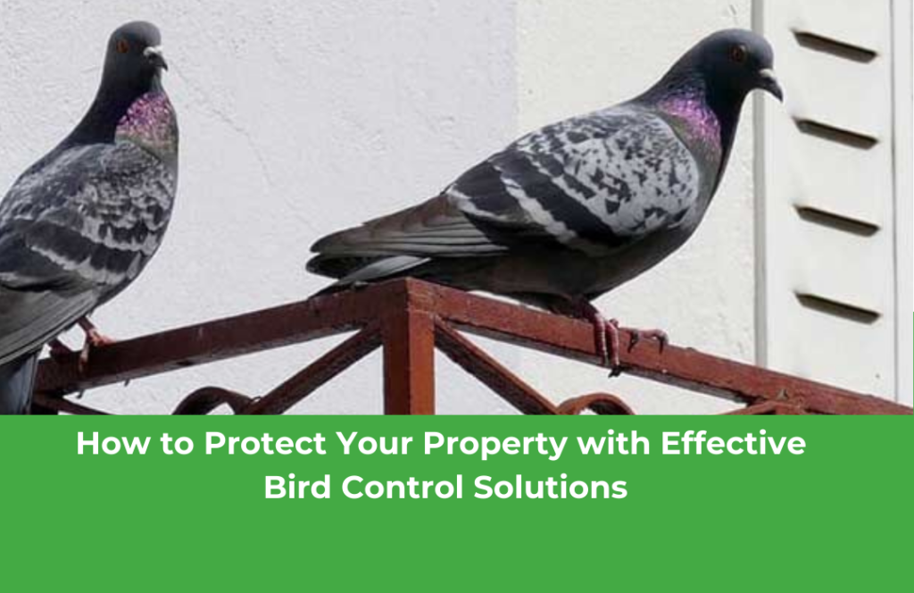 How-to-Protect-Your-Property-with-Effective-Bird-Control-Solutions