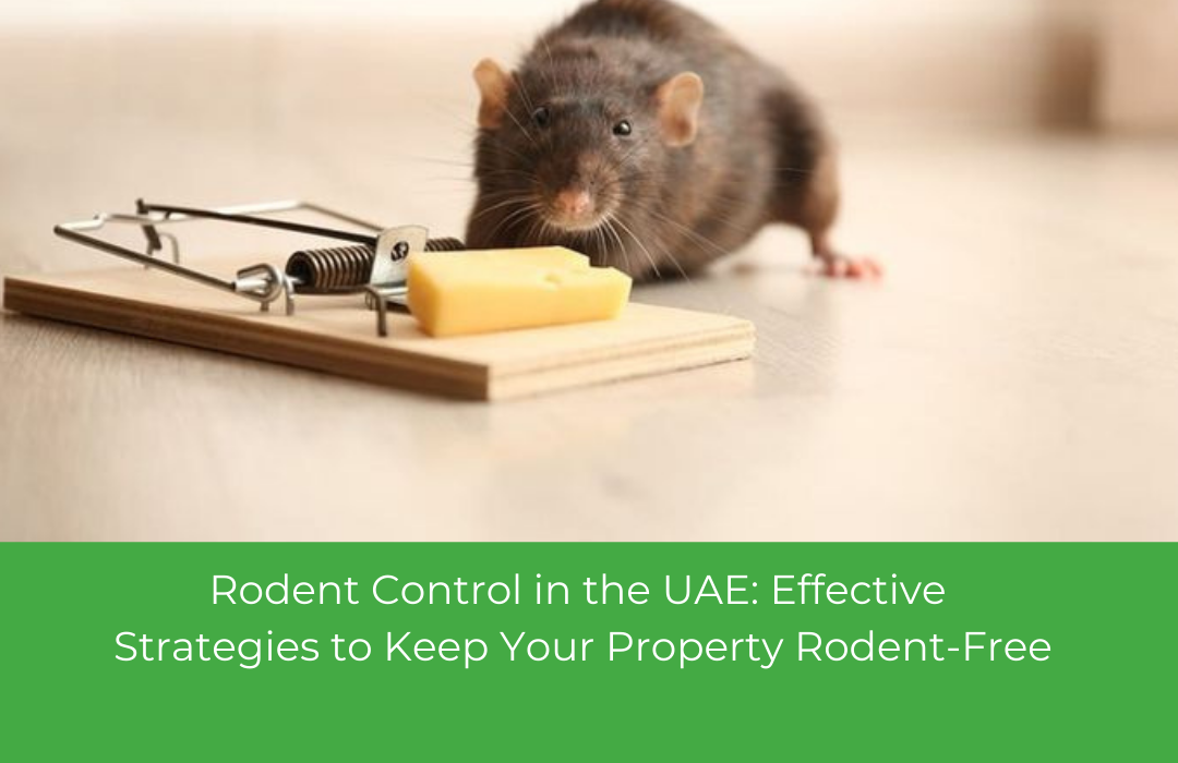 Rodent Control in the UAE: Effective Strategies to Keep Your Property Rodent-Free