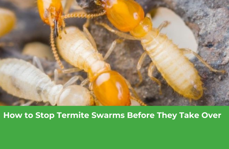 How to Stop Termite Swarms Before They Take Over