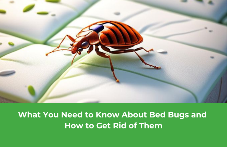 What You Need to Know About Bed Bugs and How to Get Rid of Them