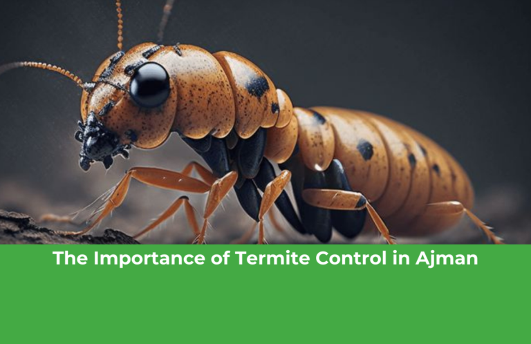 The Importance of Termite Control in Ajman