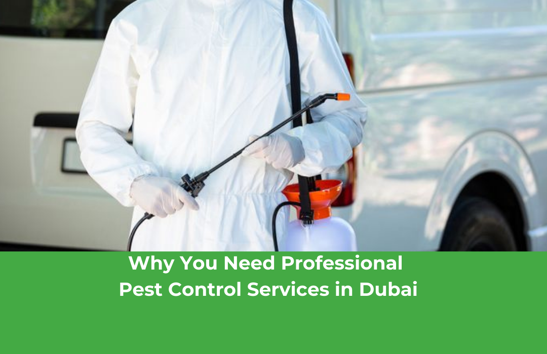 Why You Need Professional Pest Control Services in Dubai