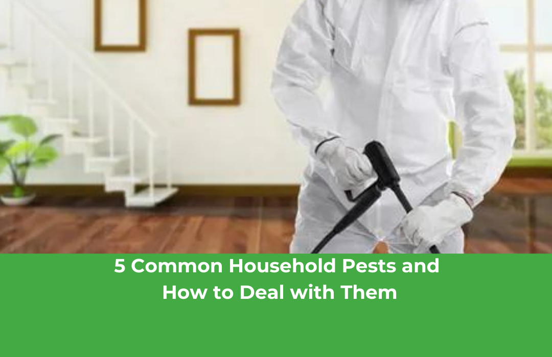 5 Common Household Pests and How to Deal with Them