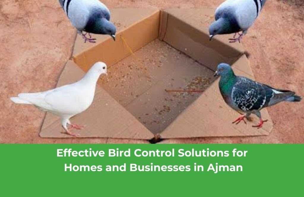 Effective Bird Control Solutions for Homes and Businesses in Ajman