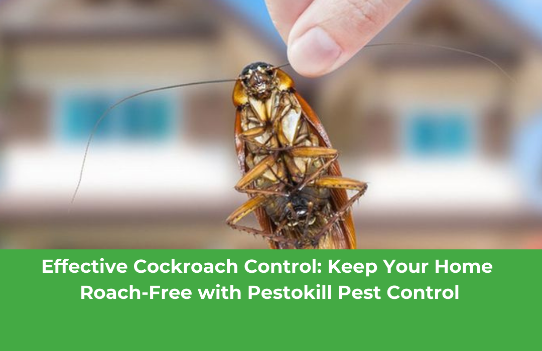 Effective Cockroach Control: Keep Your Home Roach-Free with Pestokill Pest Control