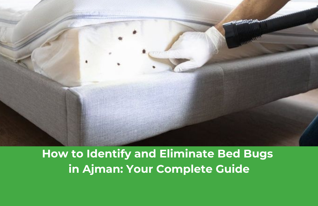 How to Identify and Eliminate Bed Bugs in Ajman: Your Complete Guide