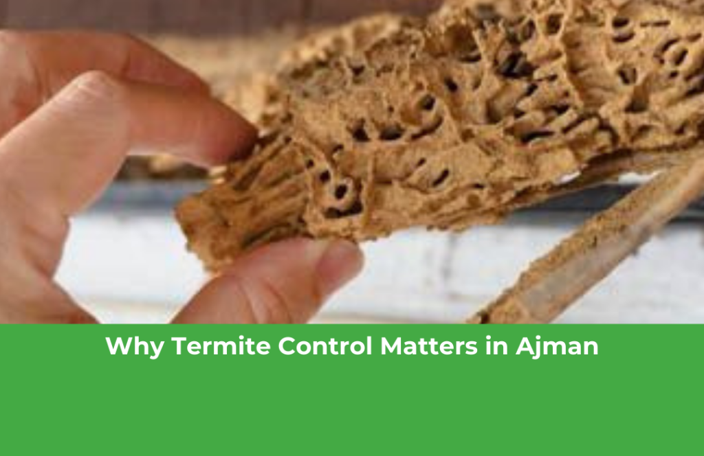 Why Termite Control Matters in Ajman